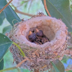 Right, One day old and left, half day old - April 18th
