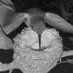 Dawn hatchling check 6:31AM February 1st