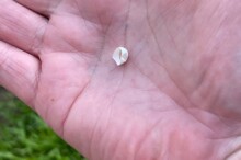 Hummingbird Egg Shell