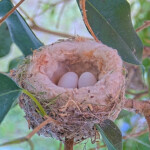 Two eggs in Olive's new nest - April 13th