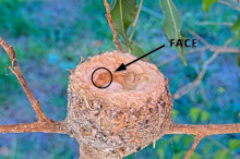 Face in the nest "Old Man Winter" January 7th
