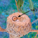 Face in the nest "Old Man Winter" January 7th