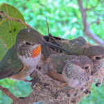 Family moment, Olive, Misty and Storm - February 25th