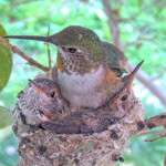 Beautiful family moment, chicks 21 and 20 days old - February 21st
