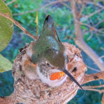 Running out of room, two beaks sticking out each side - February 9th