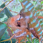 Afternoon feeding of new chick - April 17th