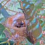 Feeding one day old and half day old chicks - April 18th