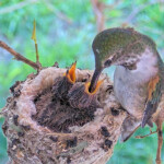 Feeding Misty 12 days old and Storm 11 days old - February 12th