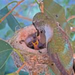 Feeding two and three day old chicks - April 20th