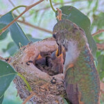 Feeding three and four day old chicks - April 21st