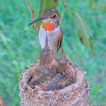 Olive feeding from the branch - March 26th