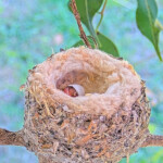 First egg hatch's at 10:45am January 8th