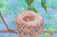 First egg hatch's at 10:45am January 8th