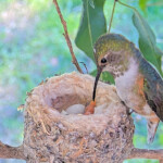 First feed of first chick 11:38am