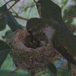 First feeding of the second hatched chick - April 18th