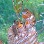 Olive Skye and Sunny