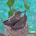 Kisses, Dawn left and Dusk right 25 days old February 2nd