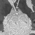 Chicks last night on the nest - April 1st