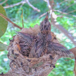 Misty 15 days old stretching her wings - February 15th
