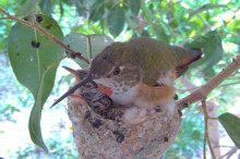 No more room on the nest