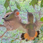 Olive and intruder -
February 14th