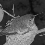 Olives last night on the nest, no more room - February 12-13th