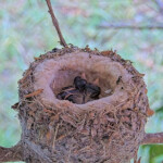 Brook 1 day old left and Summer 3 days old right - June 1st Brook 1 day old left and Summer 3 days old right - June 1st