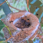 Jasper Left 2 days old, Willow Right 3 days old - April 20th
