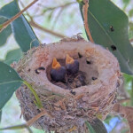 Willow Left 3 days old, Jasper Right 2 days old - April 20th