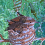 Skye has Her wing over Sonny - April 3rd