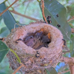 Willow Left 6 days old, Jasper Right 5 days old - April 23rd