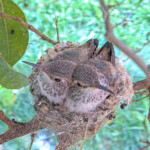 Storm (left) 24 days old, Misty (right) 25 days old - February 25th