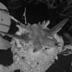 Stretching at night, they look like one bird - February 21st