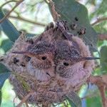Two headed bird 19 and 20 days old - May 7th