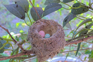 Lily laid two eggs just in time for Easter