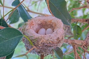 Two eggs in Olive's new nest - April 13th