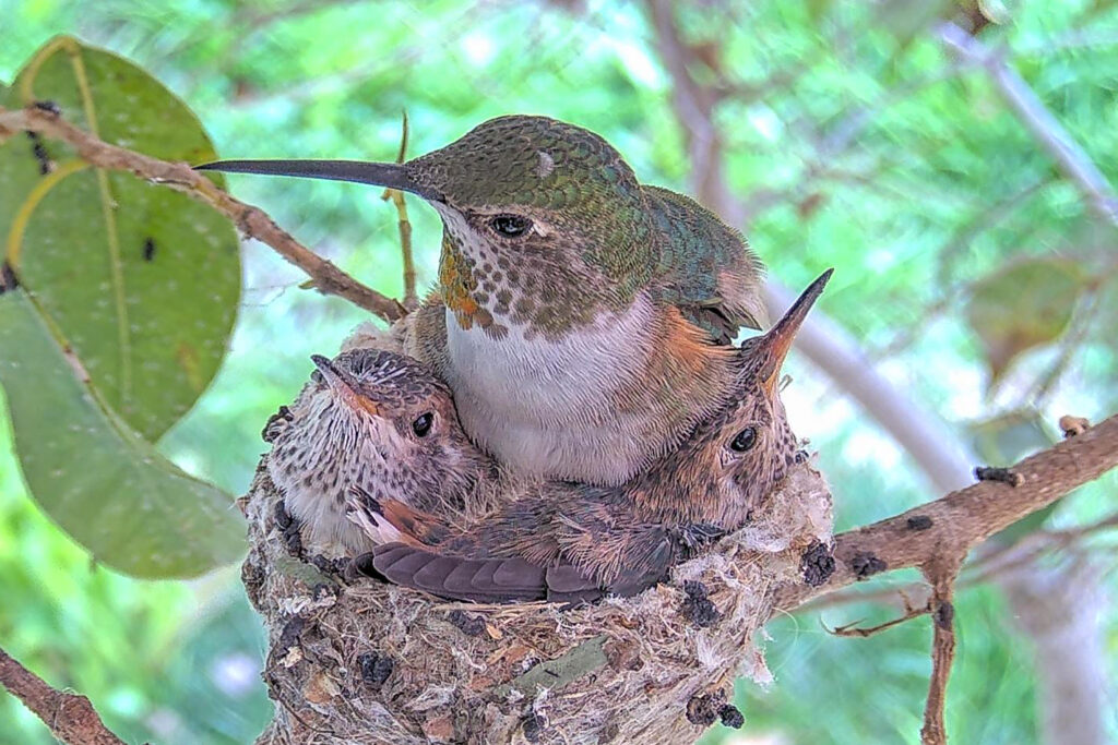 Beautiful family moment, chicks 21 and 20 days old - February 21st