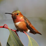 HummingbirdsOfMyBalcony HummingbirdsOfMyBalcony