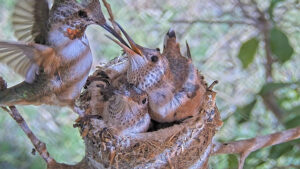 Hummingbirds