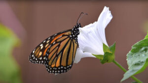 monarch butterfly