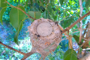 Allen's humingbird nest not much bigger the a quarter