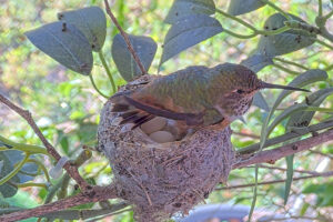 Second egg laid 7:23 AM - April 4th