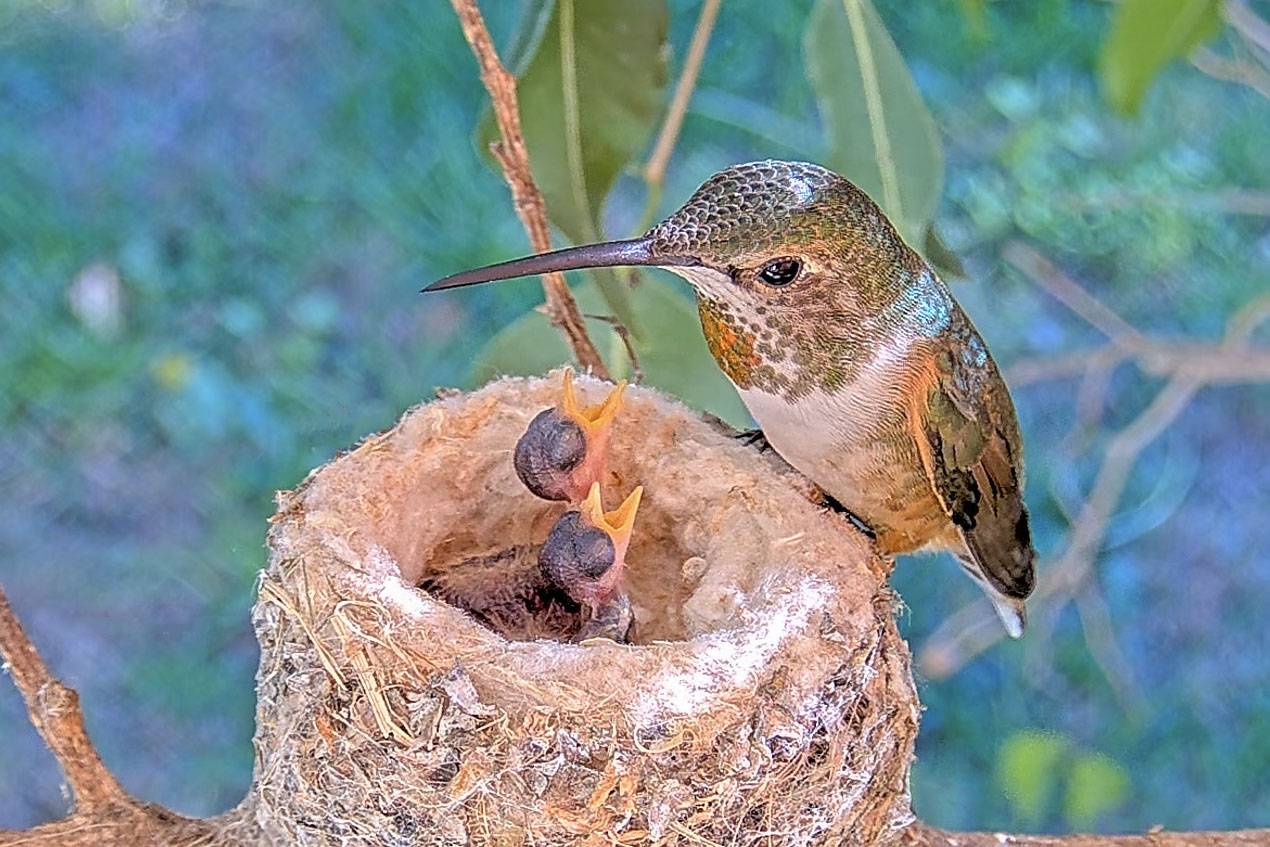 Olive and intruder