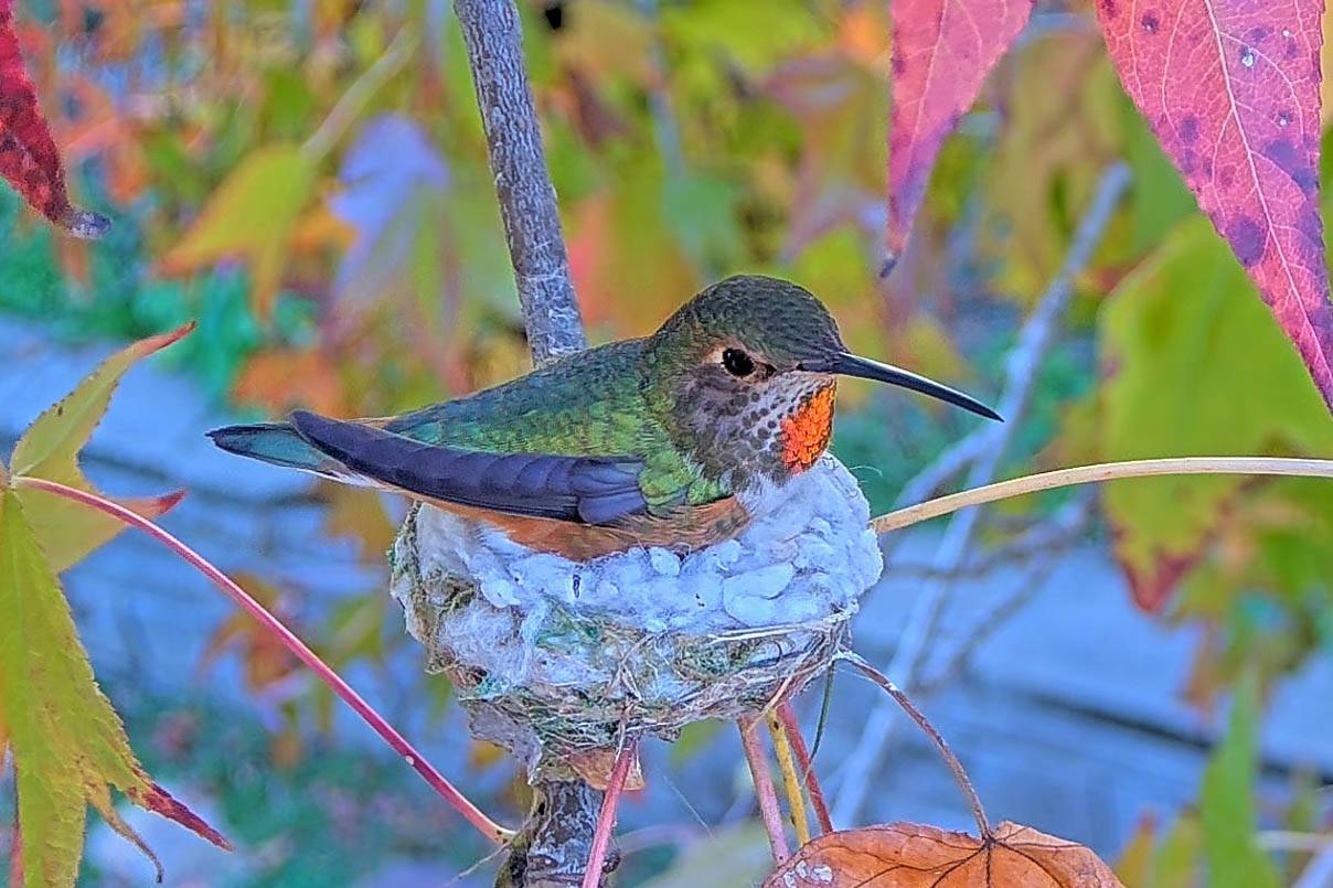 Beautiful Western Tanagers at the Water Fountain