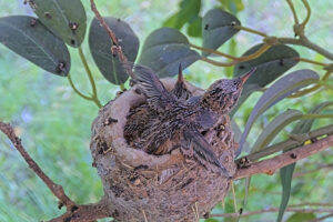 Thirteen day old chick doing flappies - June 7th_
